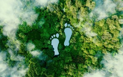 Ways to Reduce Your Carbon Footprint